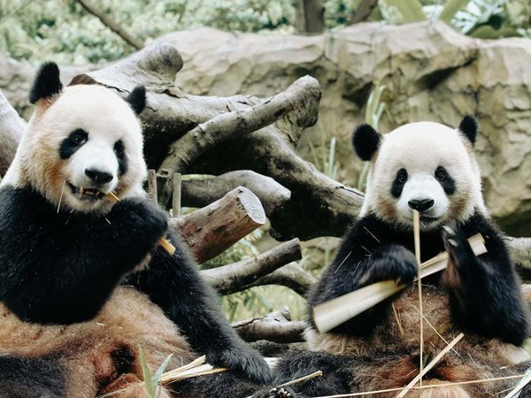 Quels sont les meilleurs spots pour observer les pandas géants en Chine?
